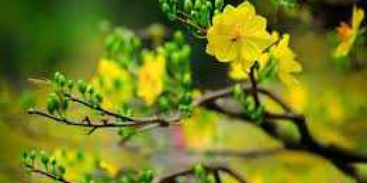 Ý nghĩa của Hoa Mai Vàng trong Tết Nguyên Đán? Mẹo Trồng Hoa Mai Vàng Nở Đúng Thời Điểm Tết